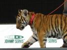 Tiger_dam_8